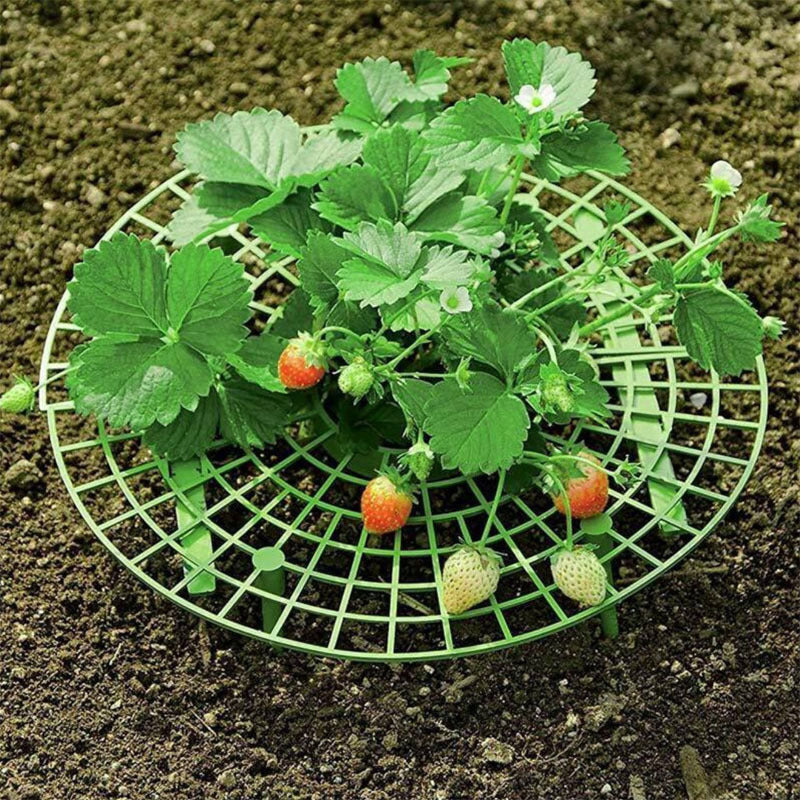 Strawberry stand