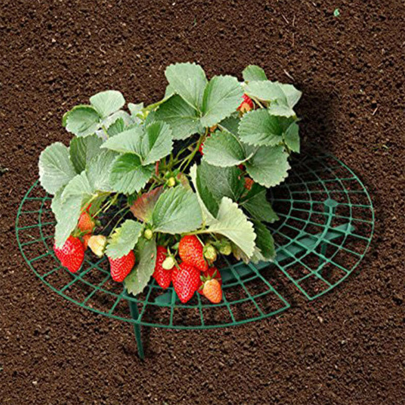 Strawberry stand