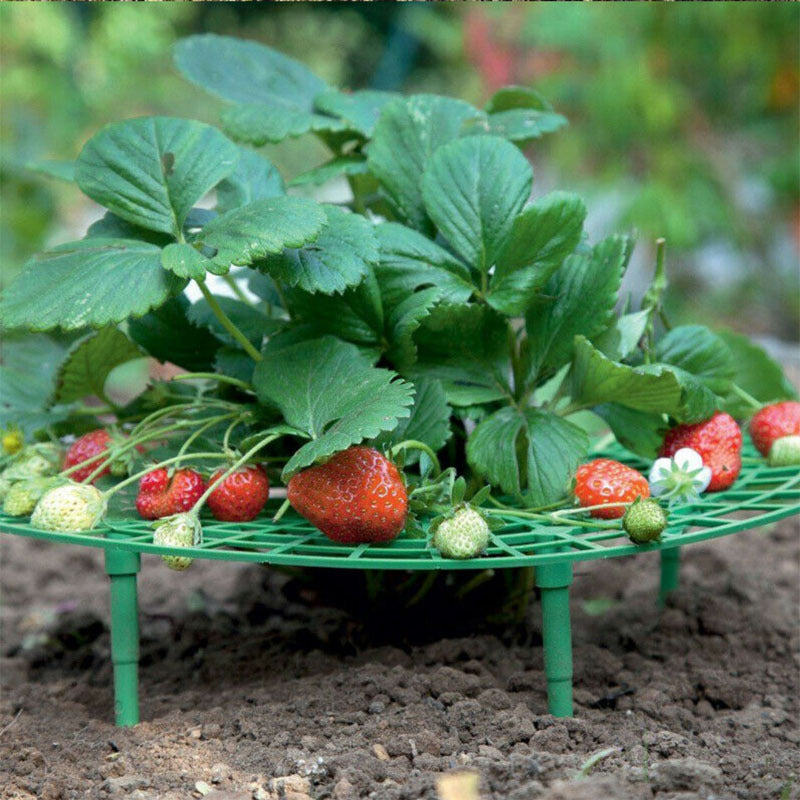Strawberry stand